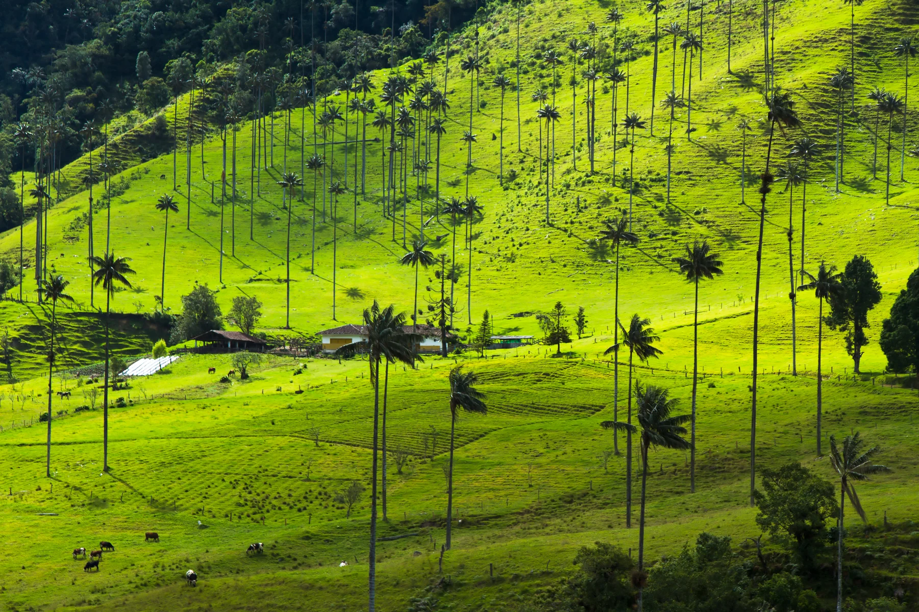 Salento y Valle del Cocora — Eje Cafetero